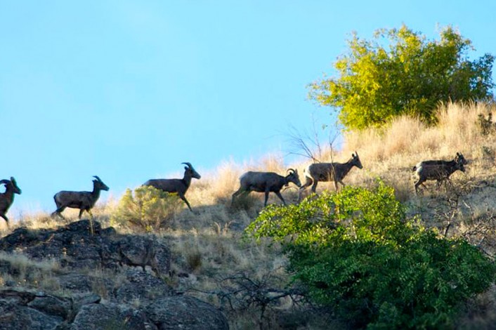 Bighorn sheep walking along a rocky hillside.