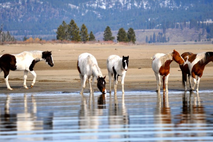 Horses standing in shallow water along a sandy lakeshore.