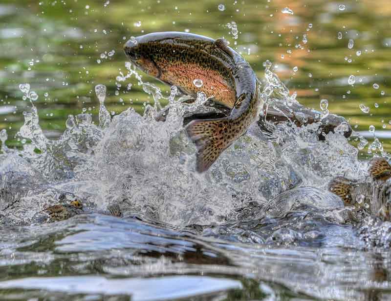 Trout jumping out of the water with splashes around it.